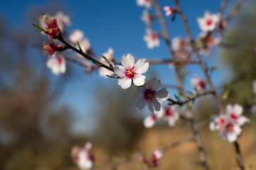 Ramas de almendro en flor