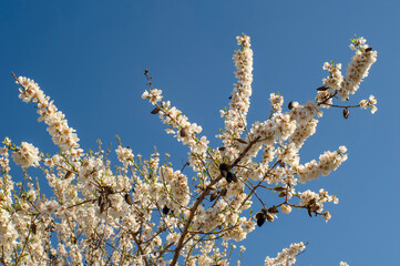 Ramas de almendras llenas de flro