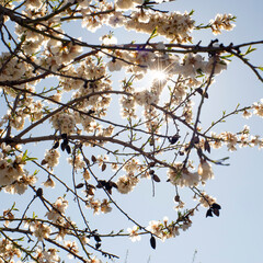 Ramas de almendro florecidas a contraluz con entrada de sol entre ellas