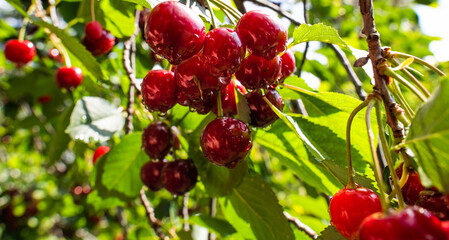 Closeup of cherries on cherry tree.