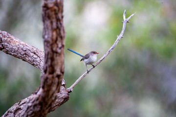 Blue Splendid Fairy Wren