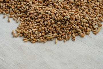 Wheat seeds on the linen canvas background. Wheat is prepared for sowing in Ukraine. Copy space. 