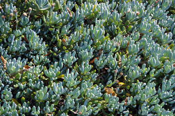 Senecio mandraliscae blue chalk sticks succulent ground cover plants in the sunlight