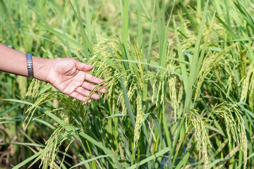 Farmer hand holding ear of rice in a plantation in middle of rice fields. Young green ears of rice in woman's hands checking rice spike in Paddy field for a good product. Products from rice concept.