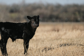 Obraz premium Black angus calf portrait on ranch in dry grass field during winter for agriculture beef industry.