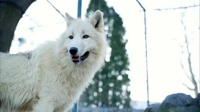 4 a white wolf with beautiful white long hair stands and lurks
