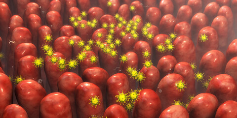 Viruses in human intestine