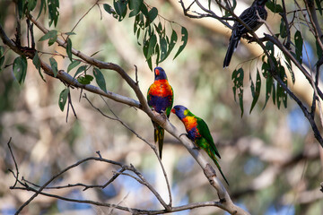 Rainbow Lorikeet