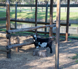 goat in the farm
