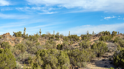 Fototapeta na wymiar Saguaro Cactus, Carnegiea gigantea, along a mountain top in the Arizona desert.