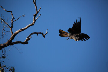 Black Cockatoo Red Tailed Black Cockatoo