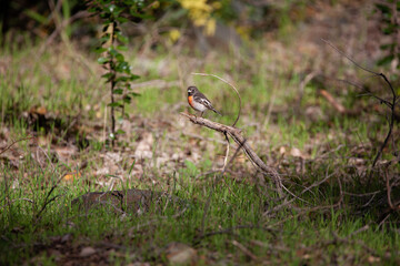 red robin scarlet robin