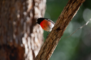 red robin scarlet robin