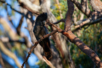 Black Cockatoo Red Tailed Black Cockatoo