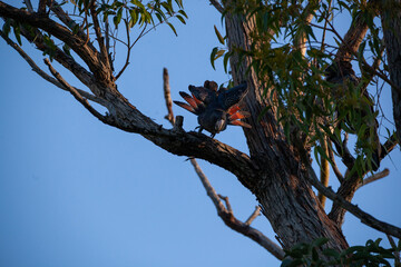 Black Cockatoo Red Tailed Black Cockatoo