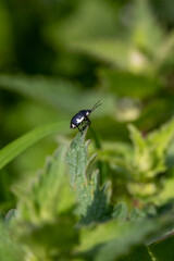 Black and White Shieldbug, Tritomegas bicolor Pied Shieldbug on the leaf of a White Dead Nettle plant.