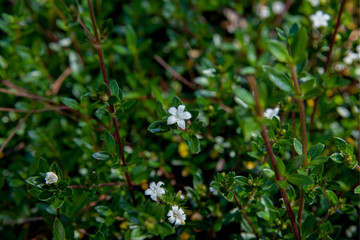 Richardia scabra flower in the springs garden