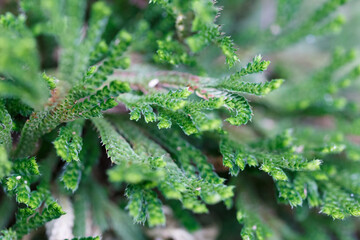 生垣の植物