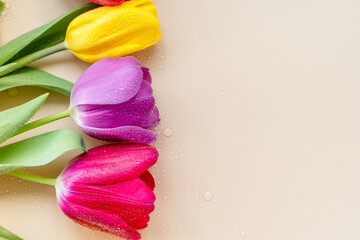 tulips lie on a plain background, top view, flat view, holiday