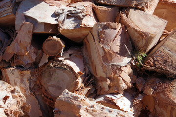 Chunks from a cut down big Melaleuca quinquenervia broad-leaved paperbark tea tree