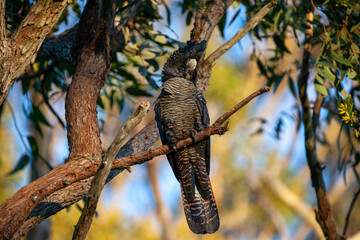 Black Cockatoo Red Tailed Black Cockatoo
