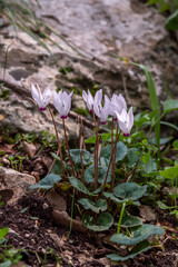 Delicate pink Cyclamens growing wild on a wooded slope in Kiryat Tivon Israel. It is the symbol of the town.
