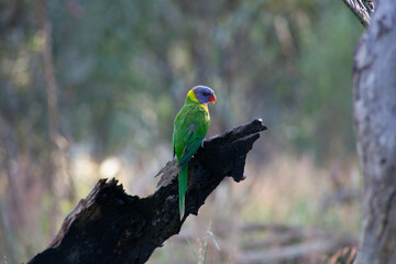 Rainbow Lorikeet