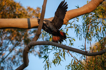 Black Cockatoo Red Tailed Black Cockatoo