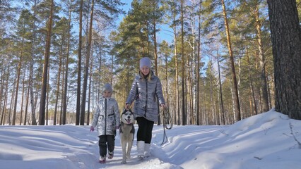 Naklejka premium Woman and small child walking running in winter forest with of husky dog. Young mother with daughter in park with huskies dog. Friendship pet and human. Siberian husky dog in snow winter nature.