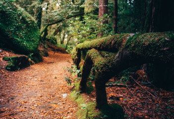 Exploring the mystical gardens of Bom Jesus do Monte, in Braga