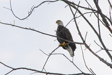 white tailed eagle