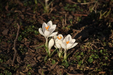 Weise Krokuse in der Sonne