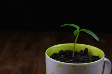 Green sprout in a mug 