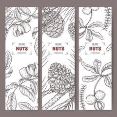 Set of three labels with walnut, macadamia and stone pine branch sketch. Culinary nuts series. - 491873456