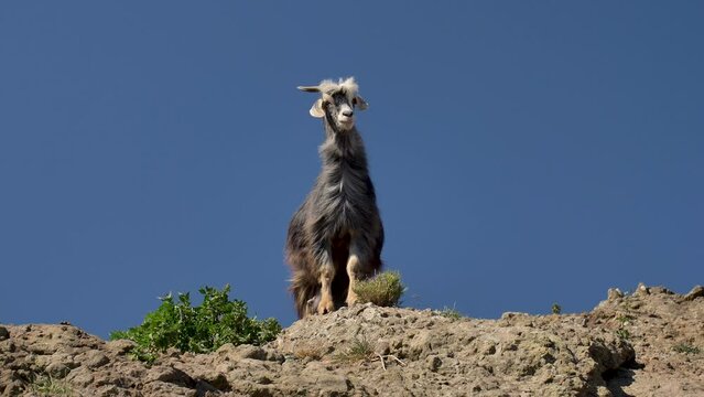 Cabra salvaje en Anaga, Tenerife