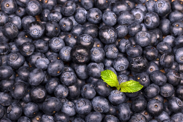 Blueberry background. Ripe berries texture background.