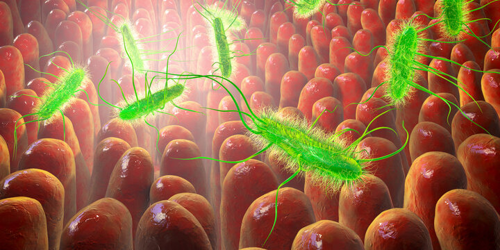 Escherichia coli bacterium, E.coli in human intestine
