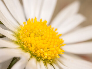 Closeup of a daisy in the garden