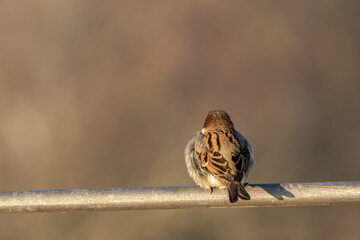 House Sparrow, Passer domesticus standing in the sun on an iron bar