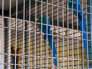 Couple of colorful parrots inside a large cage
