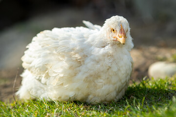 Hen feed on traditional rural barnyard. Close up of white chicken sitting on barn yard with green grass. Free range poultry farming concept