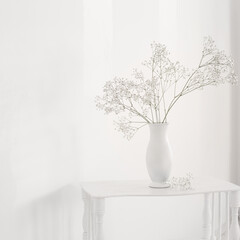 gypsophila in white vase on old wooden shelf on white background