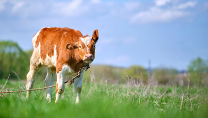 Young calf grazing on green farm pasture on summer day. Feeding of cattle on farmland grassland © bilanol