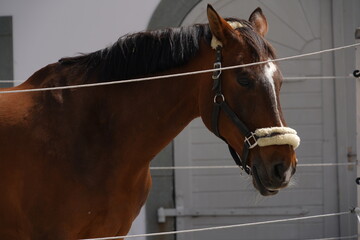 A portrait of a brown horse in an enclosure. 