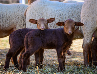 Fototapeta premium rare Coburg fox sheep lambs - twins