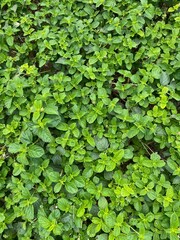 Fototapeta premium ivy on the wall