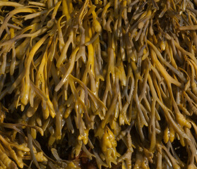 Channel Wrack Seaweed © Awe Inspiring Images