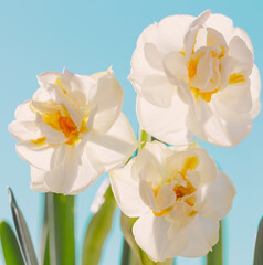 beautiful daffodils on background blue sky