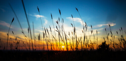 Grass field on sky background, sunset sunrise landscape banner