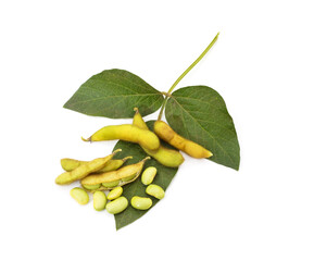 Beans leaves with the ground.